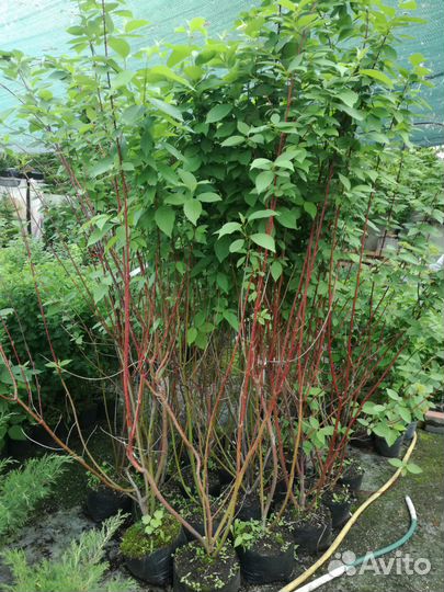 Древесно-кустарниковые декоративные растения