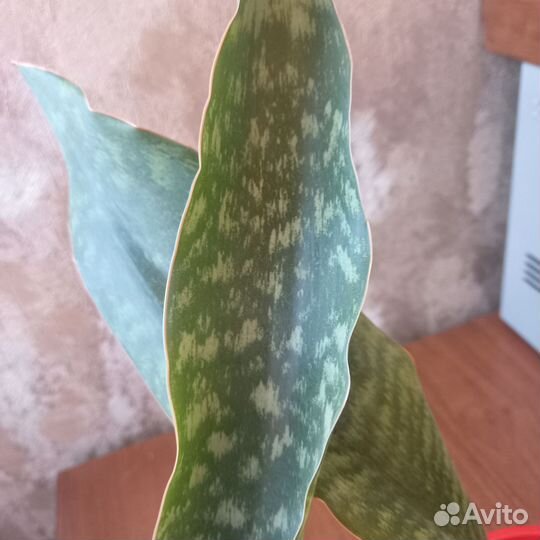 Сансевиерия сортовая