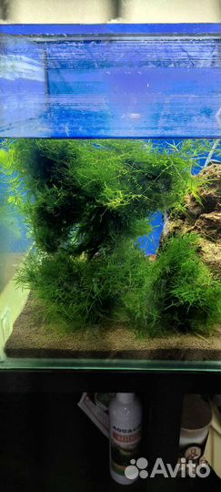 Мох креветки черри