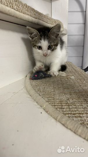 Котенок девочка в добрые руки. 2 мес