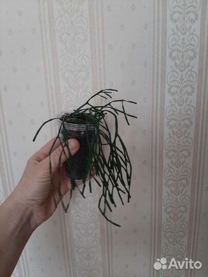 Цветочки комнатные