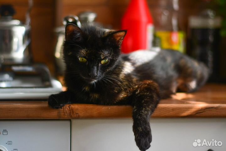 Кошечка Жизелла
