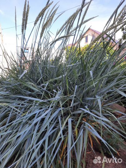 Осока голубая