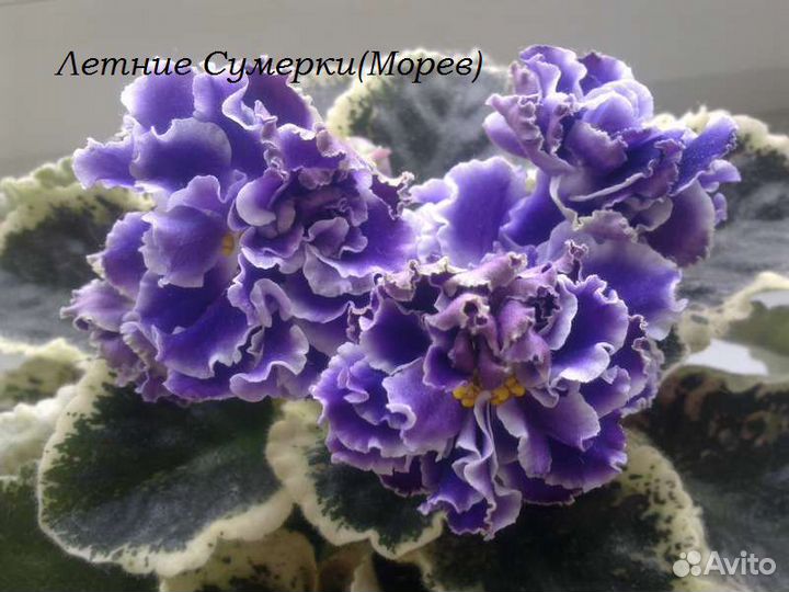 Детки фиалок