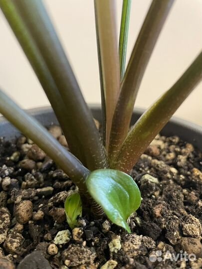 Дримиопсис,крассула,фикус