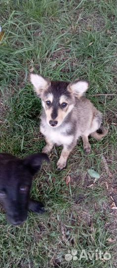 Щенки от маленькой собачки в дар