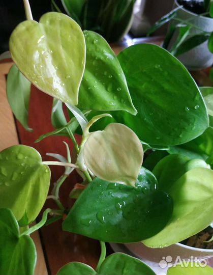 Филодендрон Сканденс Ауреум