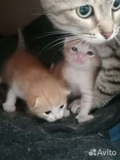Котята в добрые руки в дар Курган