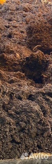 Навоз, Перегной коровий