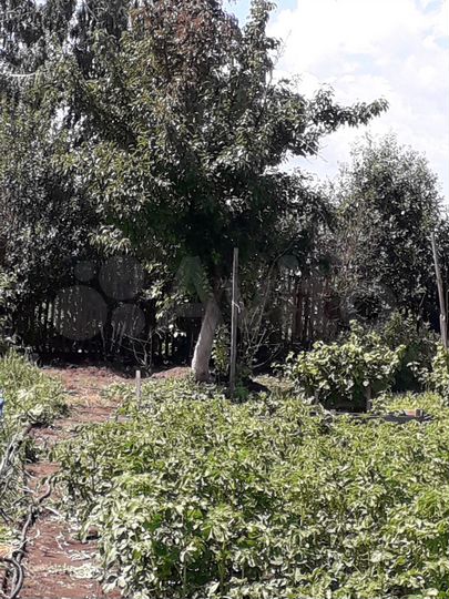 Участок 5 сот. (СНТ, ДНП)