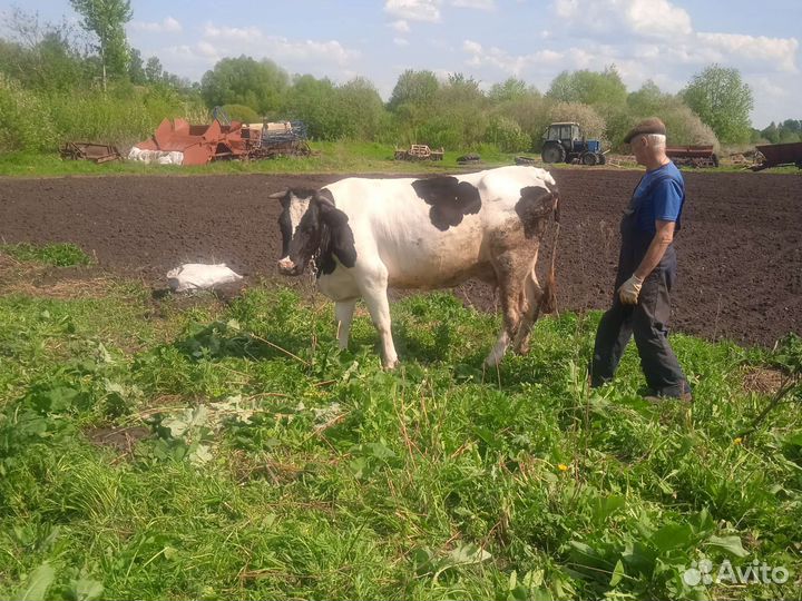 Продажа дойных коров