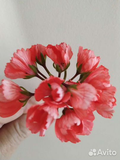 Продам срезы пеларгоний