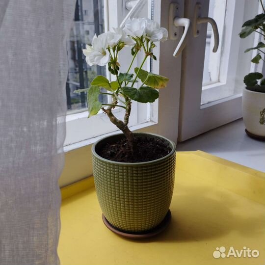 Герань пеларгония