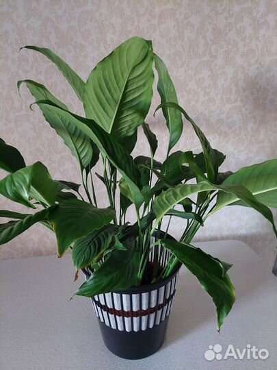 Отдам бесплатно