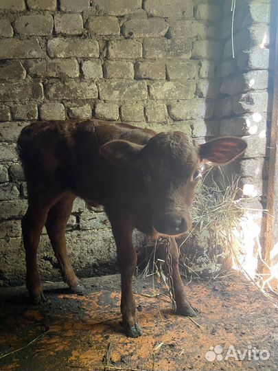 Телёнок 3 месяц