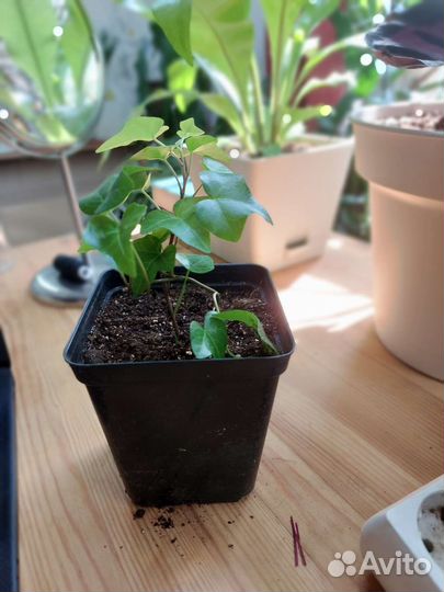 Плющ хедера и маранта