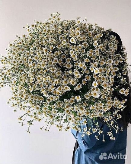 Букеты. Доставка ромашек