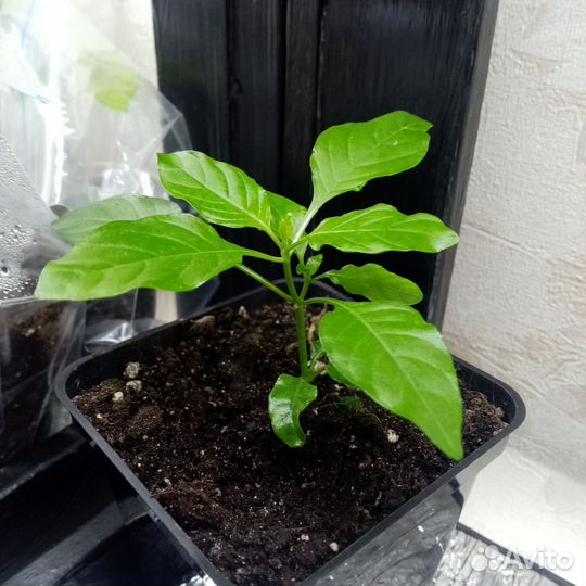 Кроссандра