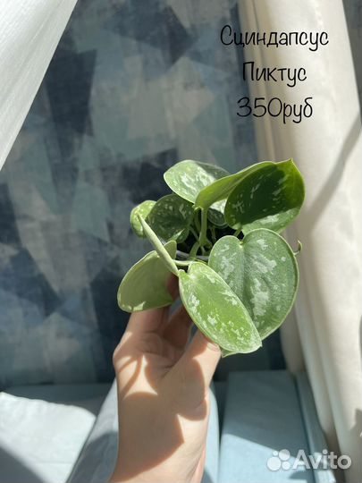 Сциндапсус пиктус