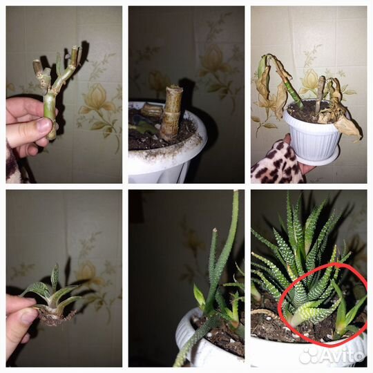 Комнатные растения