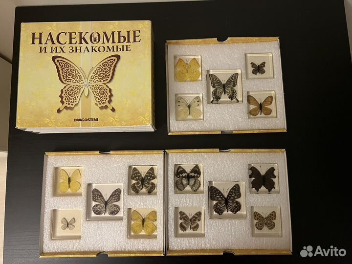 Бабочки в смоле