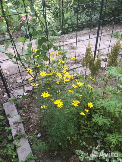 Многолетние цветы