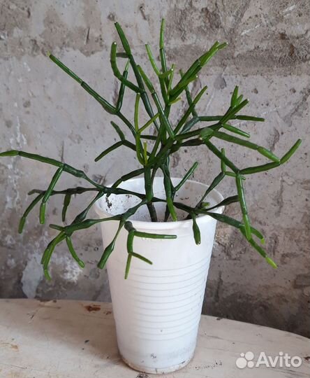 Комнатные цветы