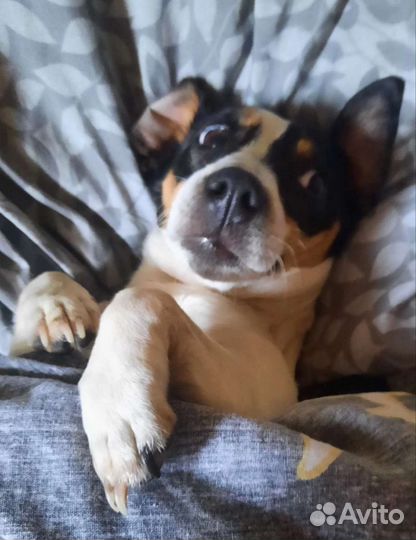 Джек рассел