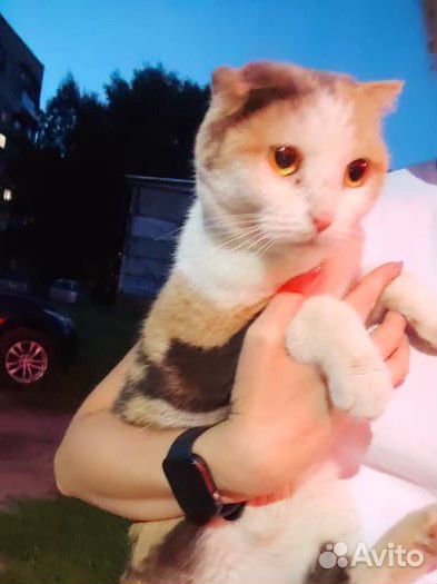 Найдена кошка