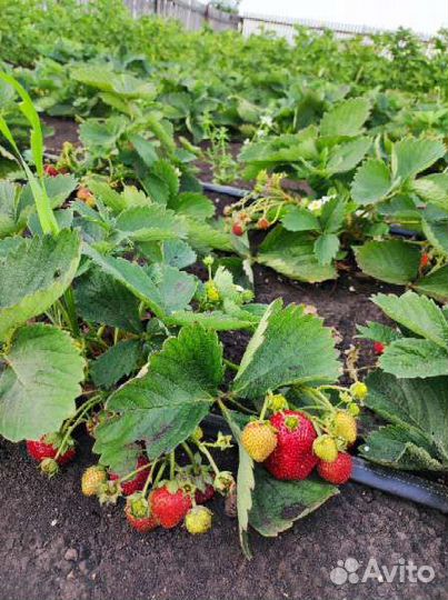Рассада клубники