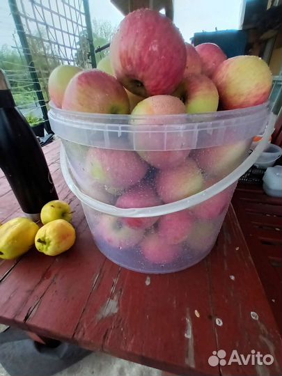 Яблоки ранний сорт