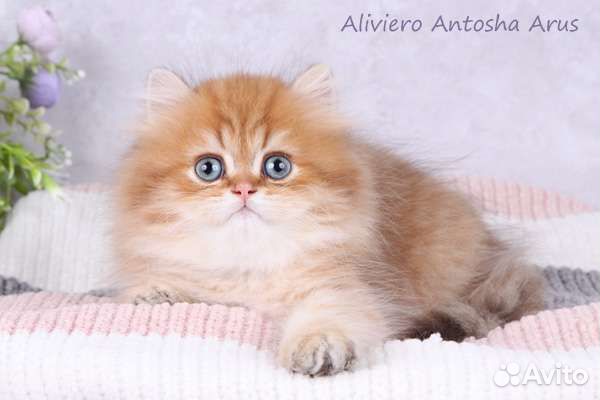 Британский мальчик. Шоколадная золотая шиншилла