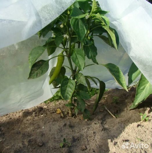 Спанбонд плотн.60г*кв.м/шир.1,6м/10м белый уф