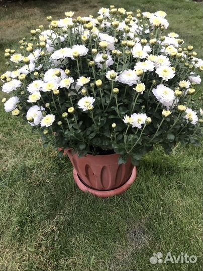 Хризантемы мультифлора