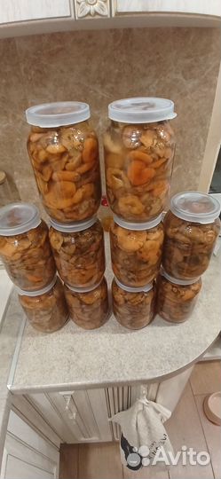 Сунской рыжик.Из лесов Кировской области