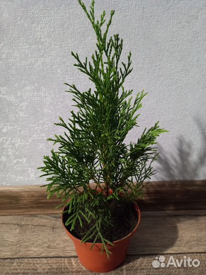 Туя Смарагд саженцы