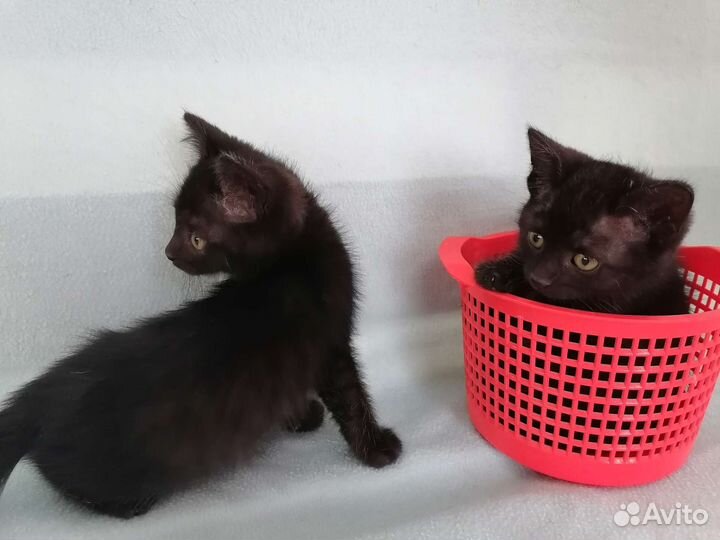 Подарите дом