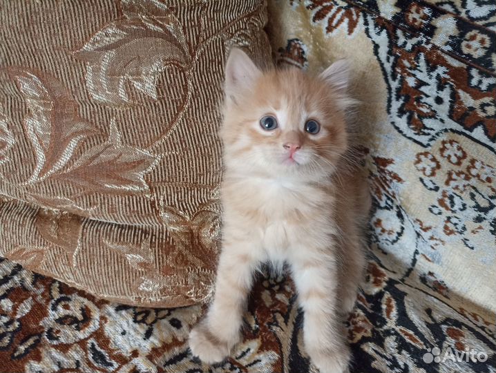 Отдам котенка в добрые руки