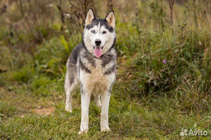 Хаски Эмили