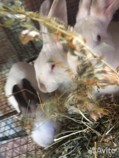 Калифорнийские кролики