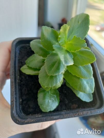 Каланхоэ белое и желтое