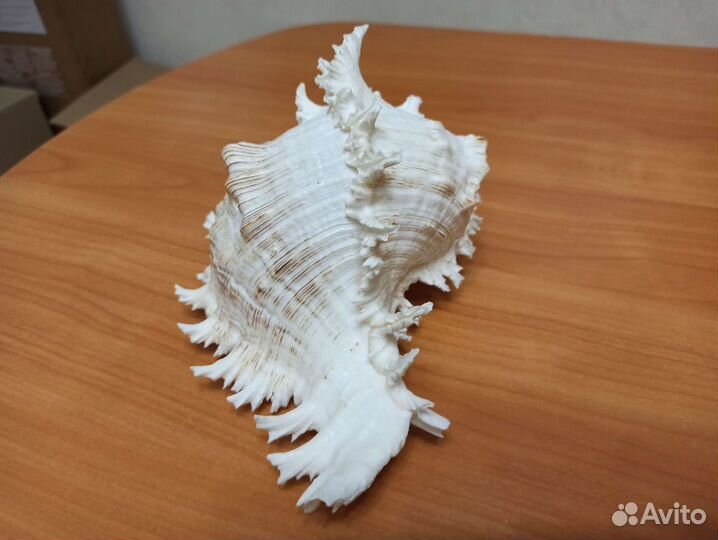 Морская раковина