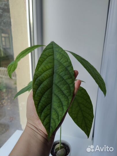 Авокадо растение