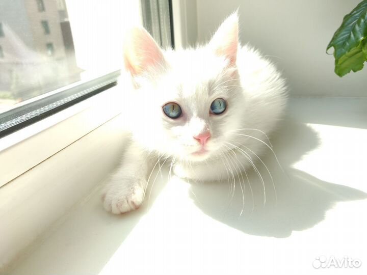 Котята отдам бесплатно