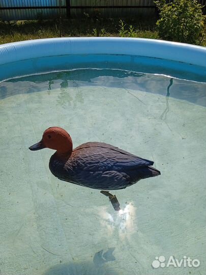 Утки подсадные для охоты