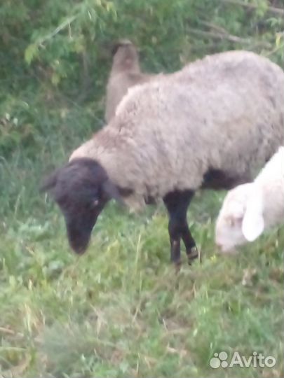 Овечки Гуси