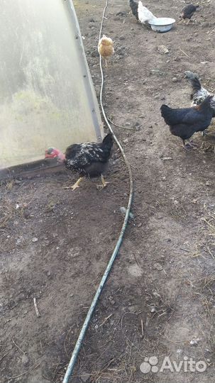 Петухи голошейки