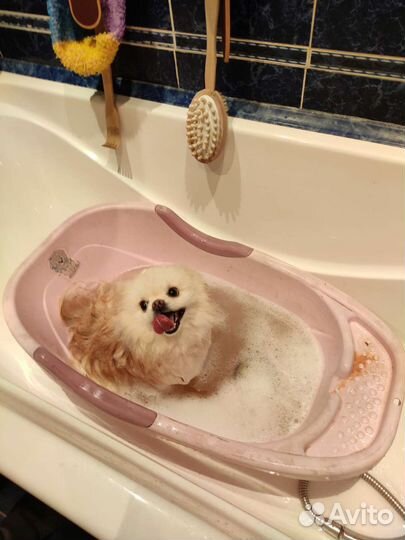 Немецкий шпиц вязка