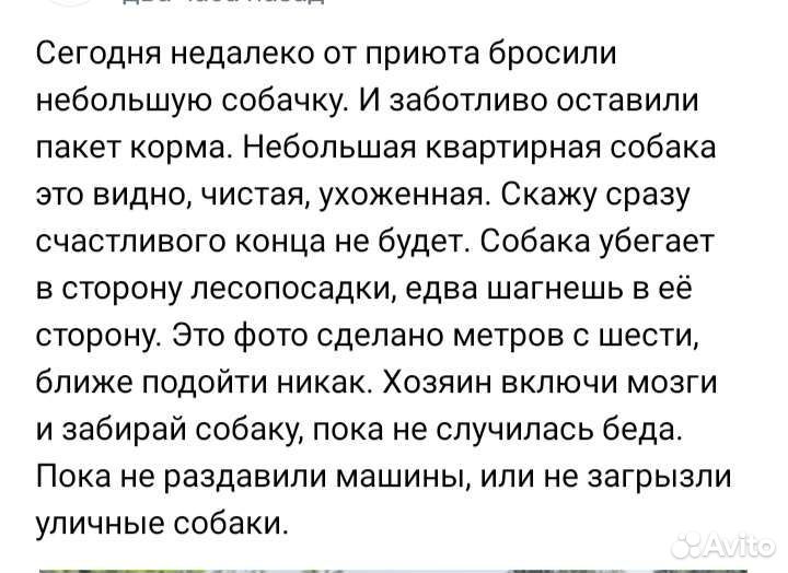 Выкинули маленькую собачку