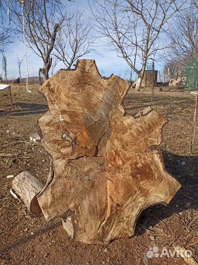 Спил грецкий орех